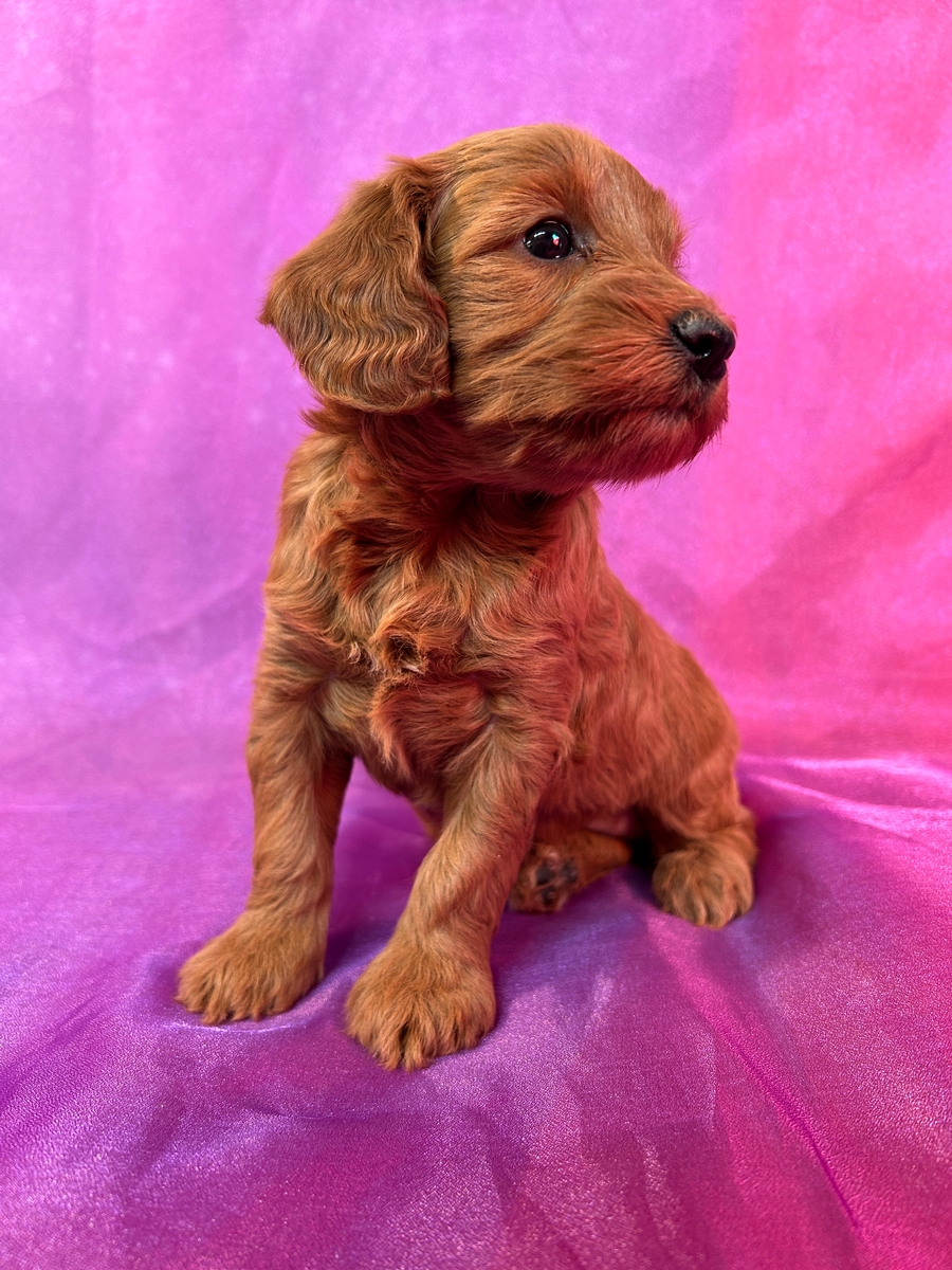 Female Mini Schnoodle DOB 1-26-2025 $950